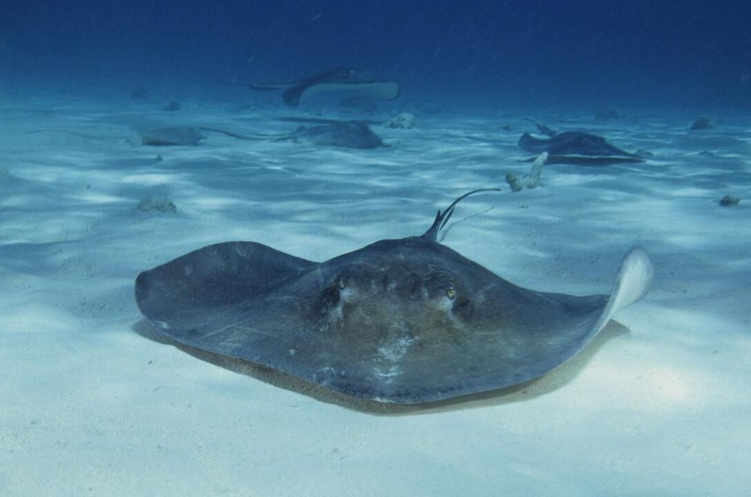 Stingrays